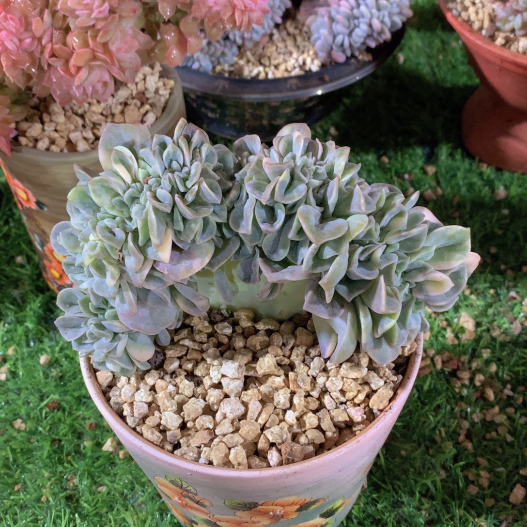 可爱玫瑰锦缀15 公分一物一拍