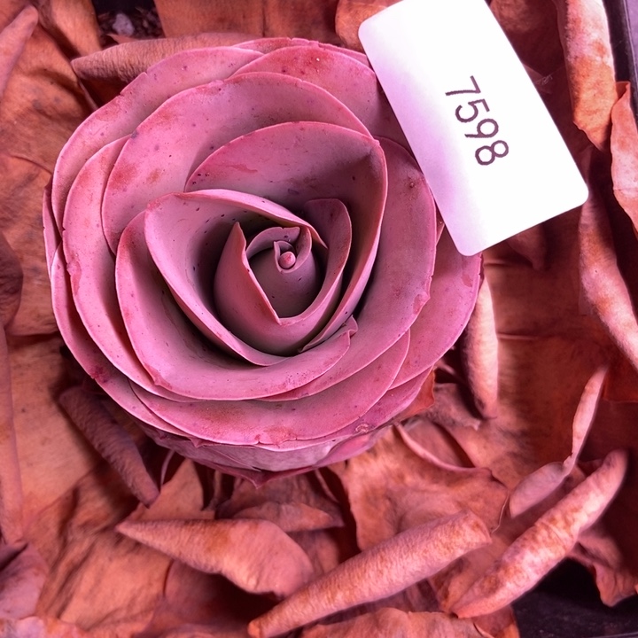 ****！7598山地玫瑰弹头