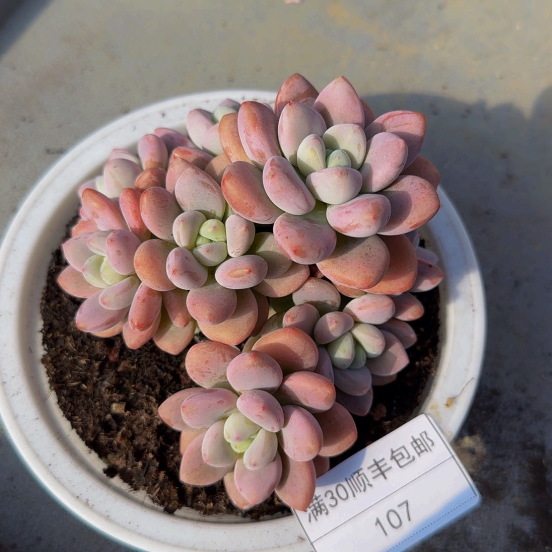 107洛神多肉群生多头