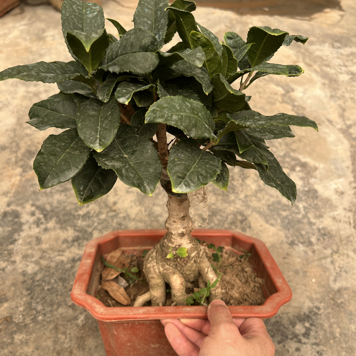 桂花盆栽易活造型苗木室内阳台花香浓郁的绿植盆景