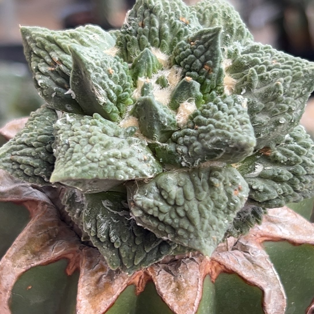 608 仙人球的比赛将于