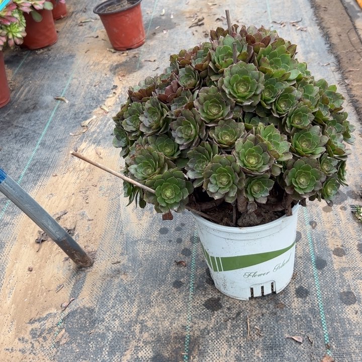 21万圣节多肉多肉多肉