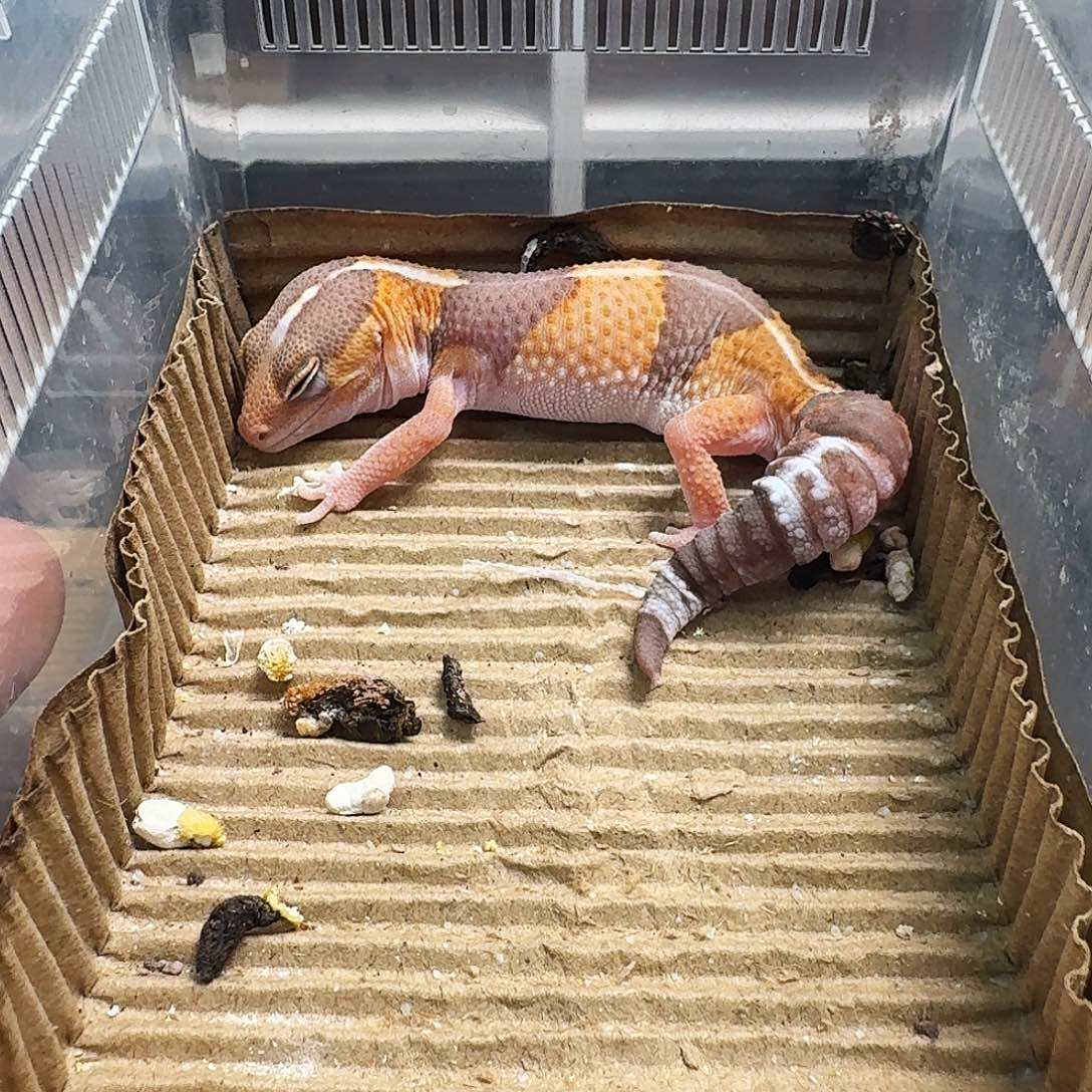 肥尾守宫直线橘白妹妹，毫起！