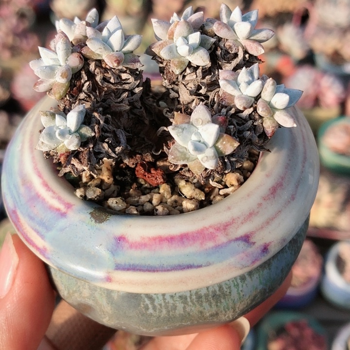 【闪购商品】ℳ****杨白菊