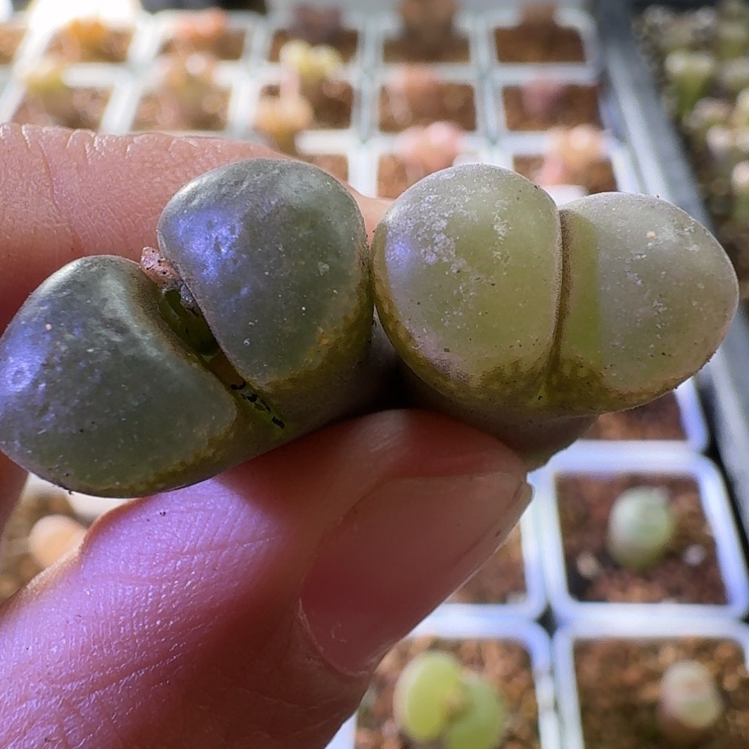 2451风铃玉2颗哈哈哈