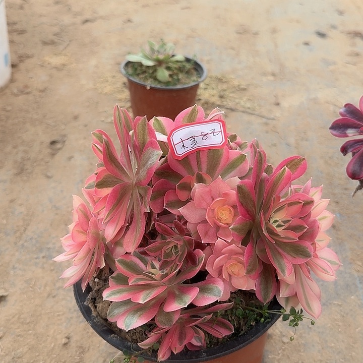 多肉植物女巫无售后