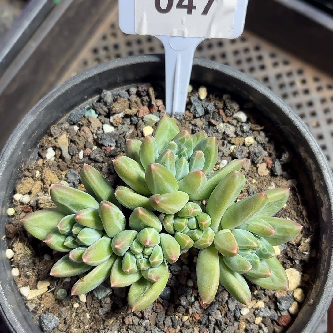 青花瓷99999999999999999