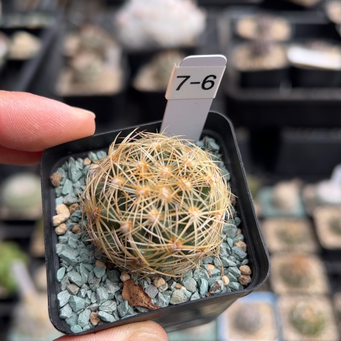 实生顶花 脱土发  