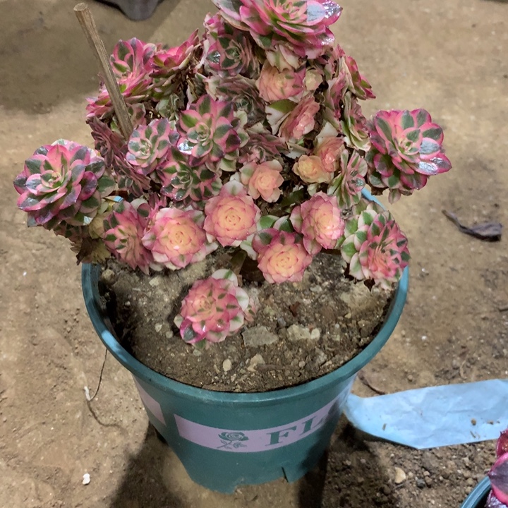 462倾城多肉植物特价