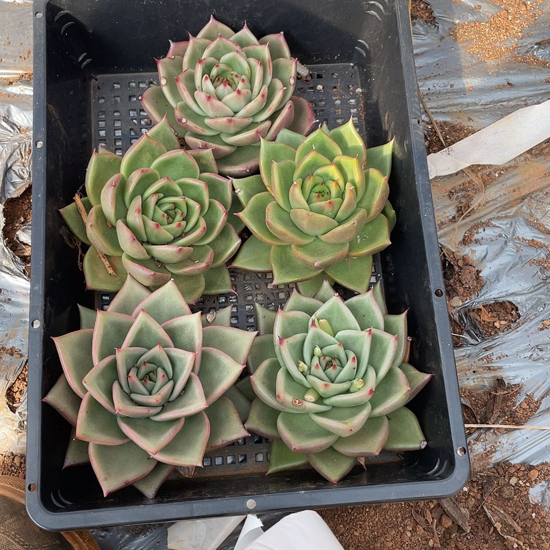 若如东云单拍E616