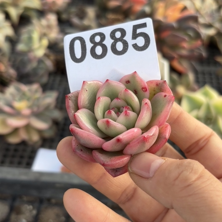 香奈儿头盖锦多肉植物满18包邮当场凑单