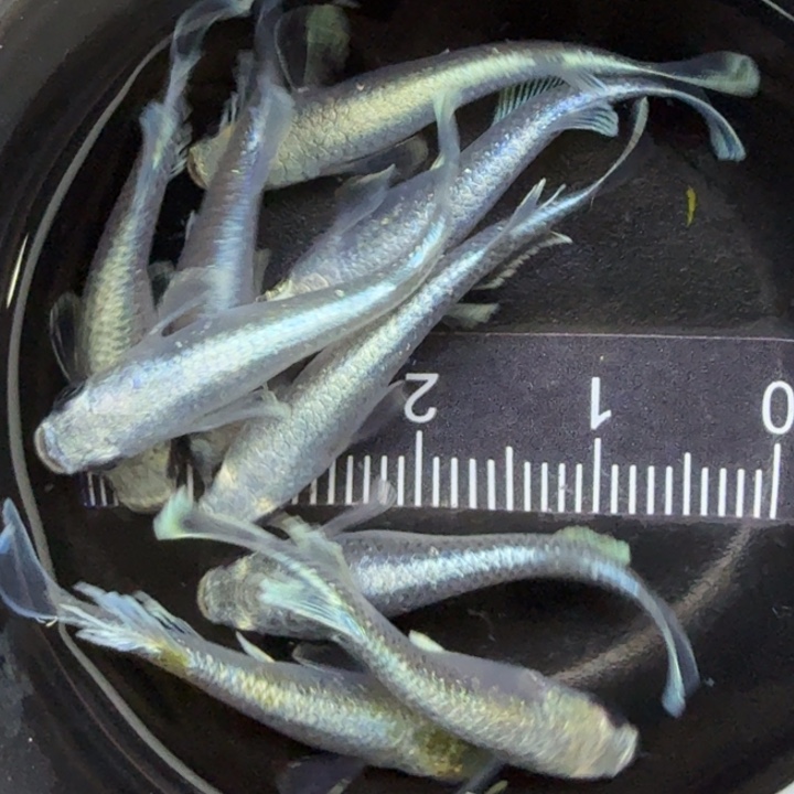 青鳉鱼天使干支，3号