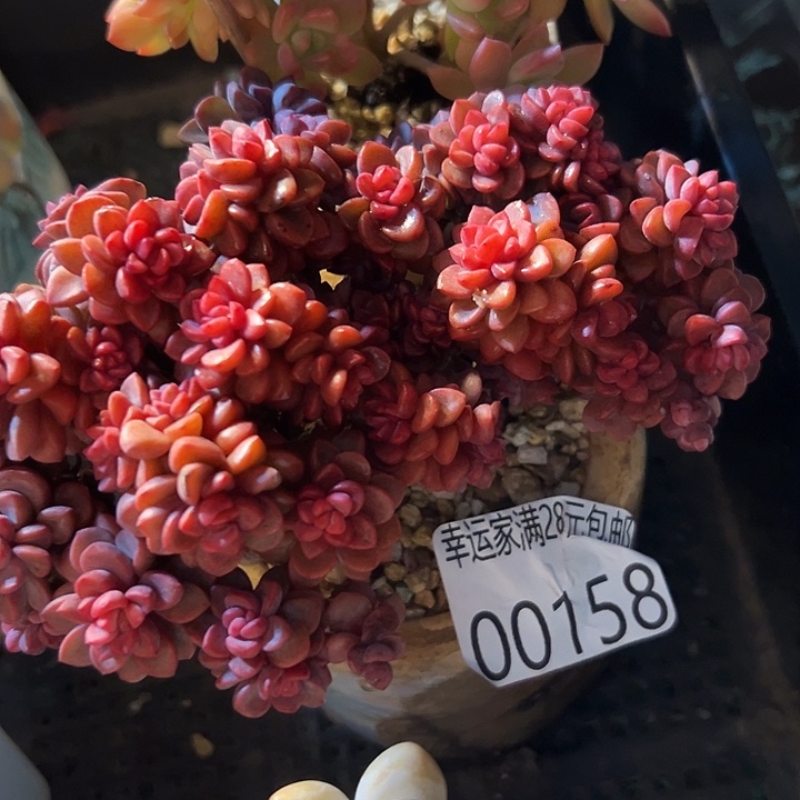 幸运儿的一句台词我