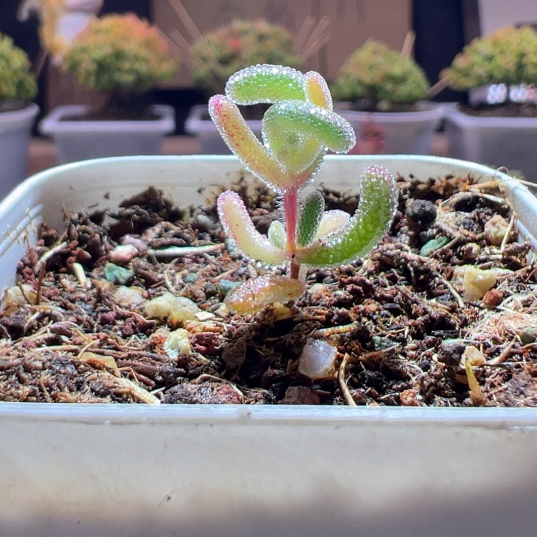 574钻石锦一物一拍包开箱