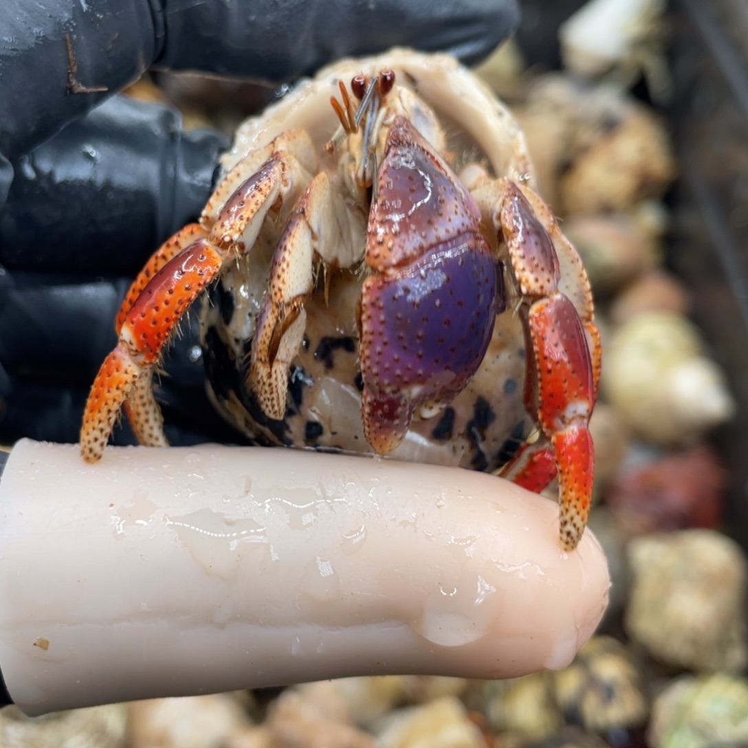 不退不换活体宠物40