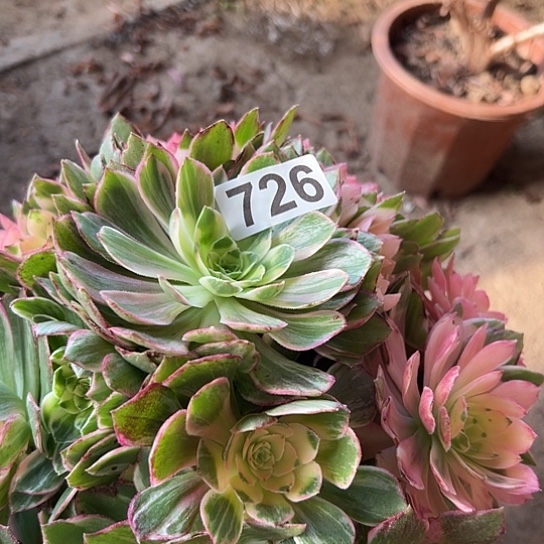 墨***凉多肉植物一个万花同726