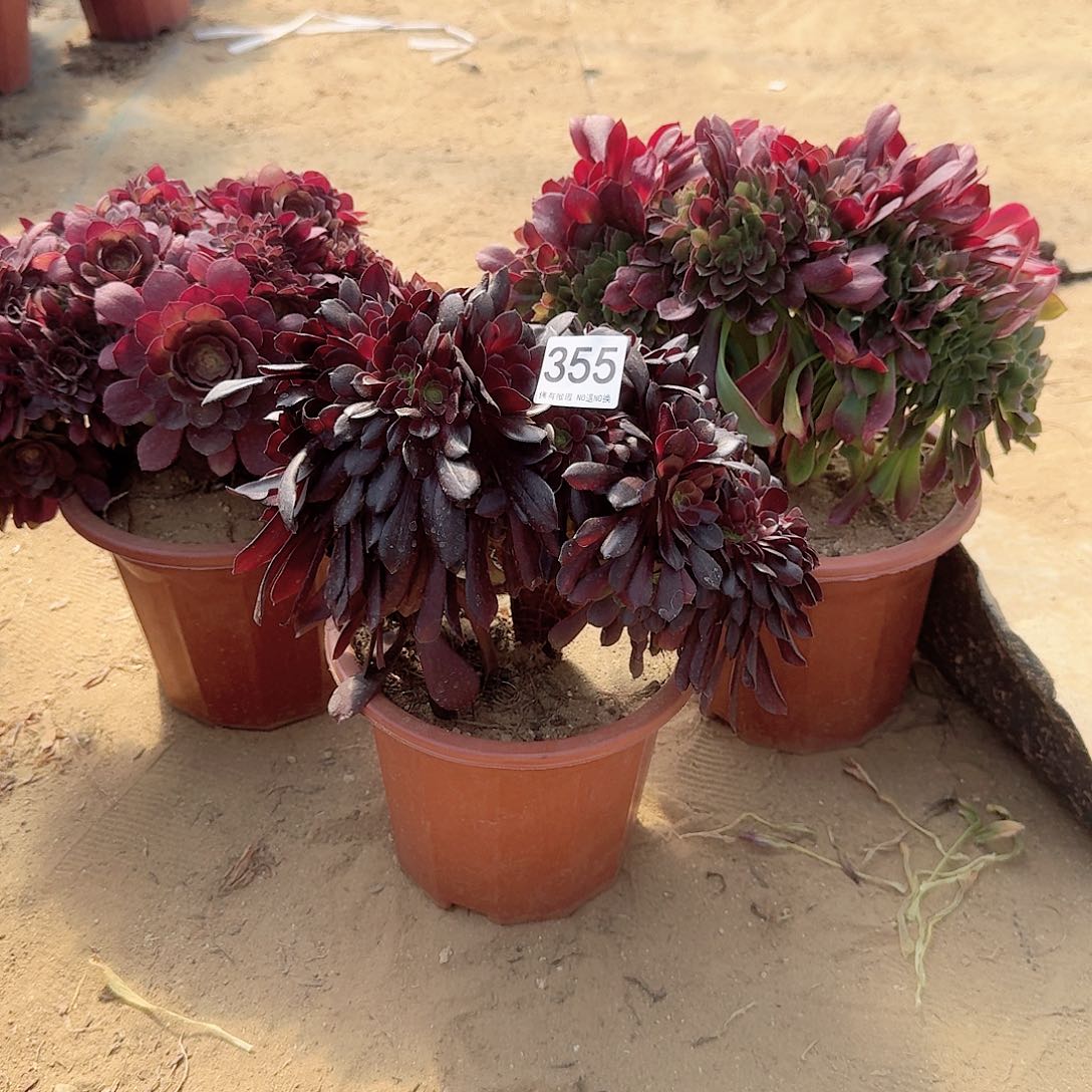 355欧紫玫瑰万缀共3颗