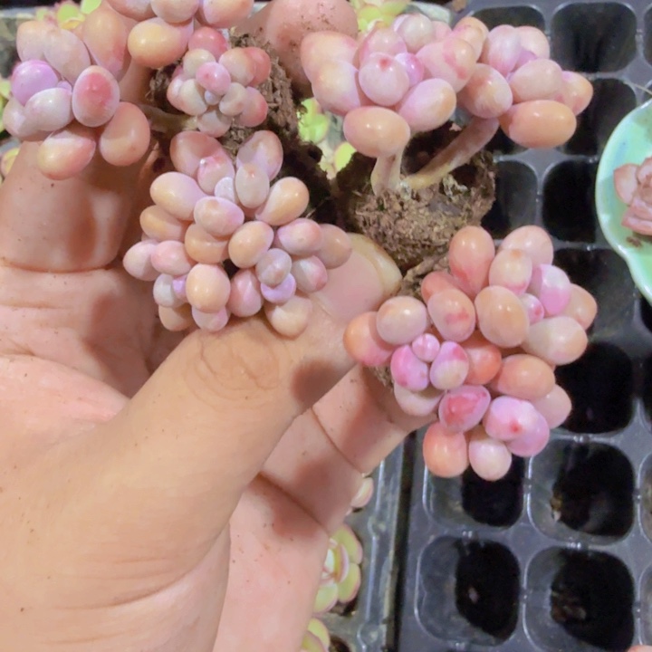 糖果桃蛋群五颗一组