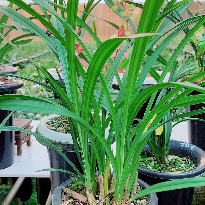 璟***完全开放一物一漂亮