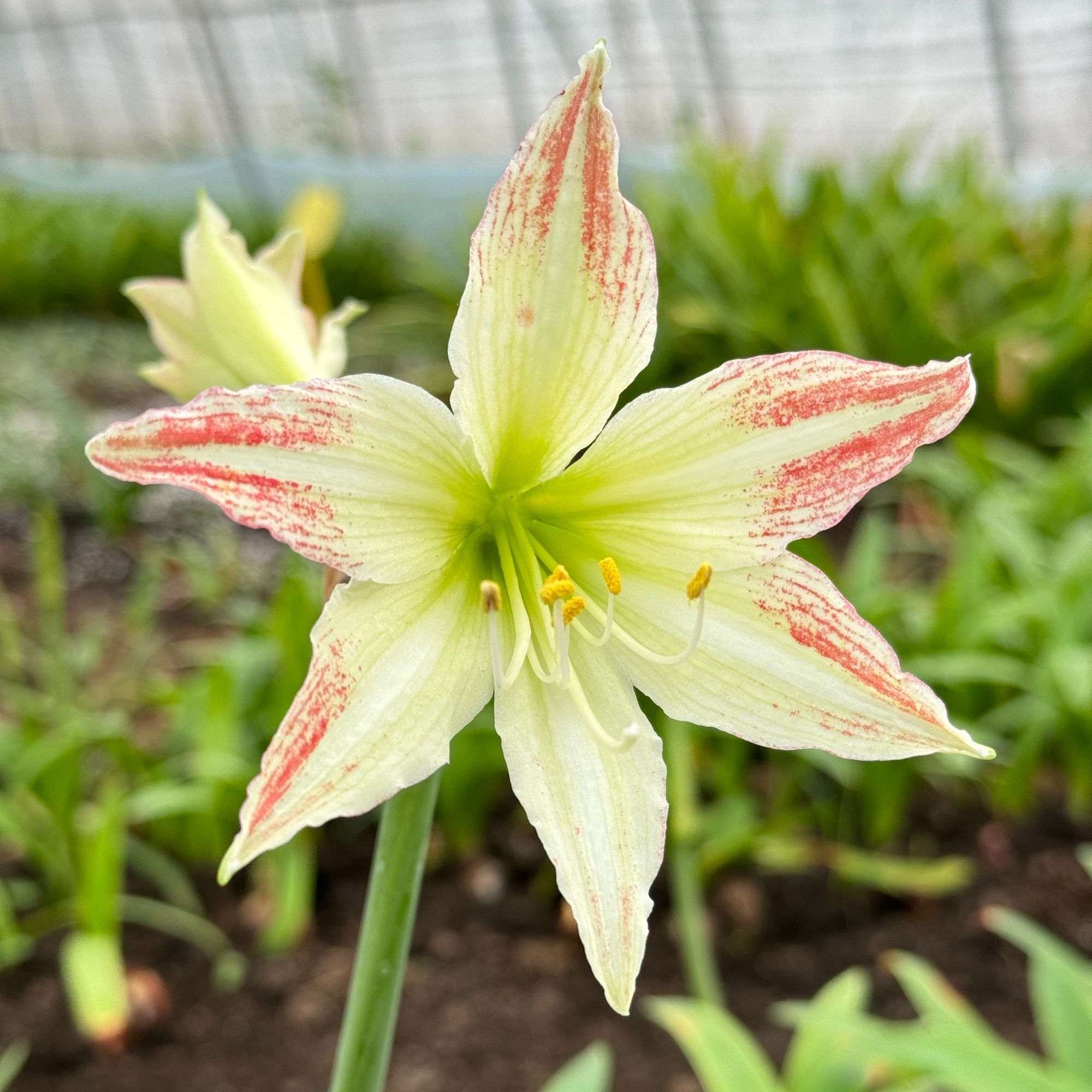 包对版【春云雀】日朱朱顶红裸根默认有花叶