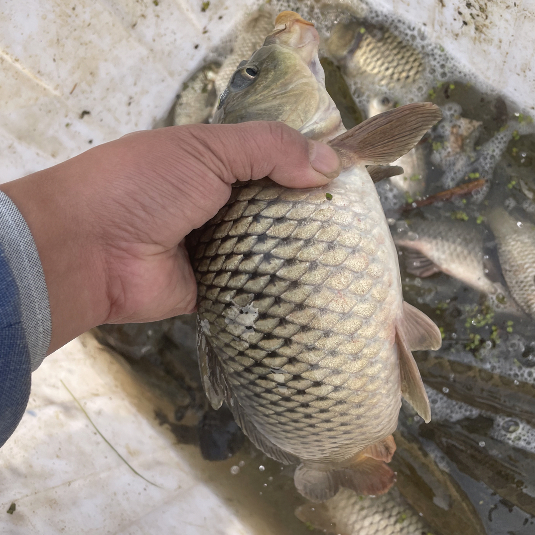【周支书专属】顺丰包邮冷链发货鲤鱼现场称重