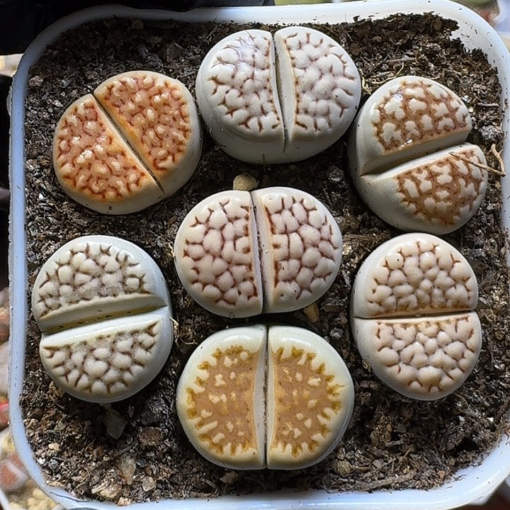 生石花1111121。   78
