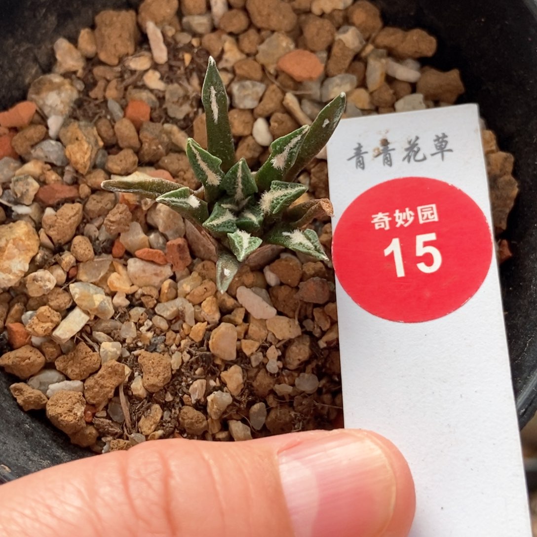 实生六年黑牡丹3cm