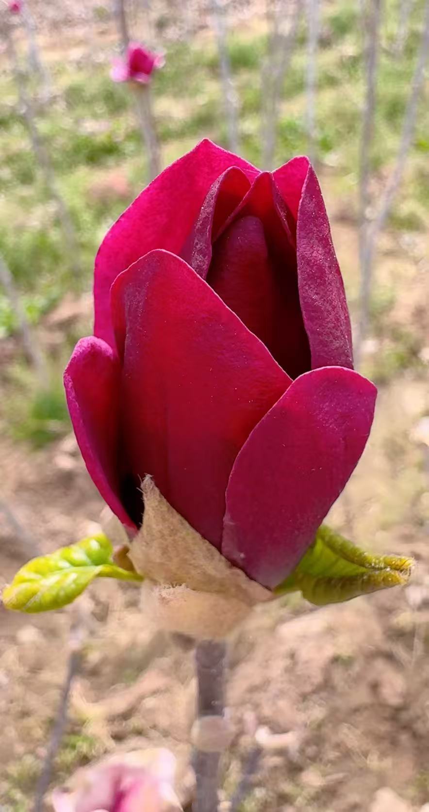 新品种中国红郁金香三季玉兰花