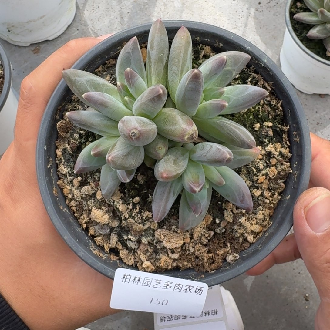 150 雪戴利 4头 一物一拍