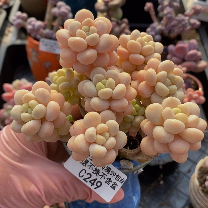 洛可可老桩10xm249多肉植物