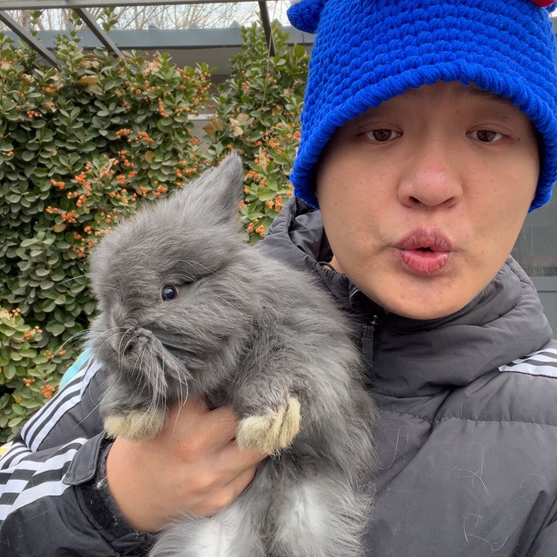 宠物兔英系安哥拉兔