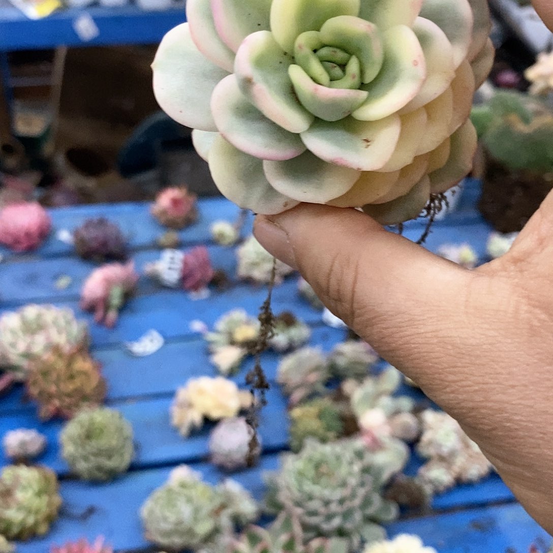 481友谊锦母本炸多肉植物