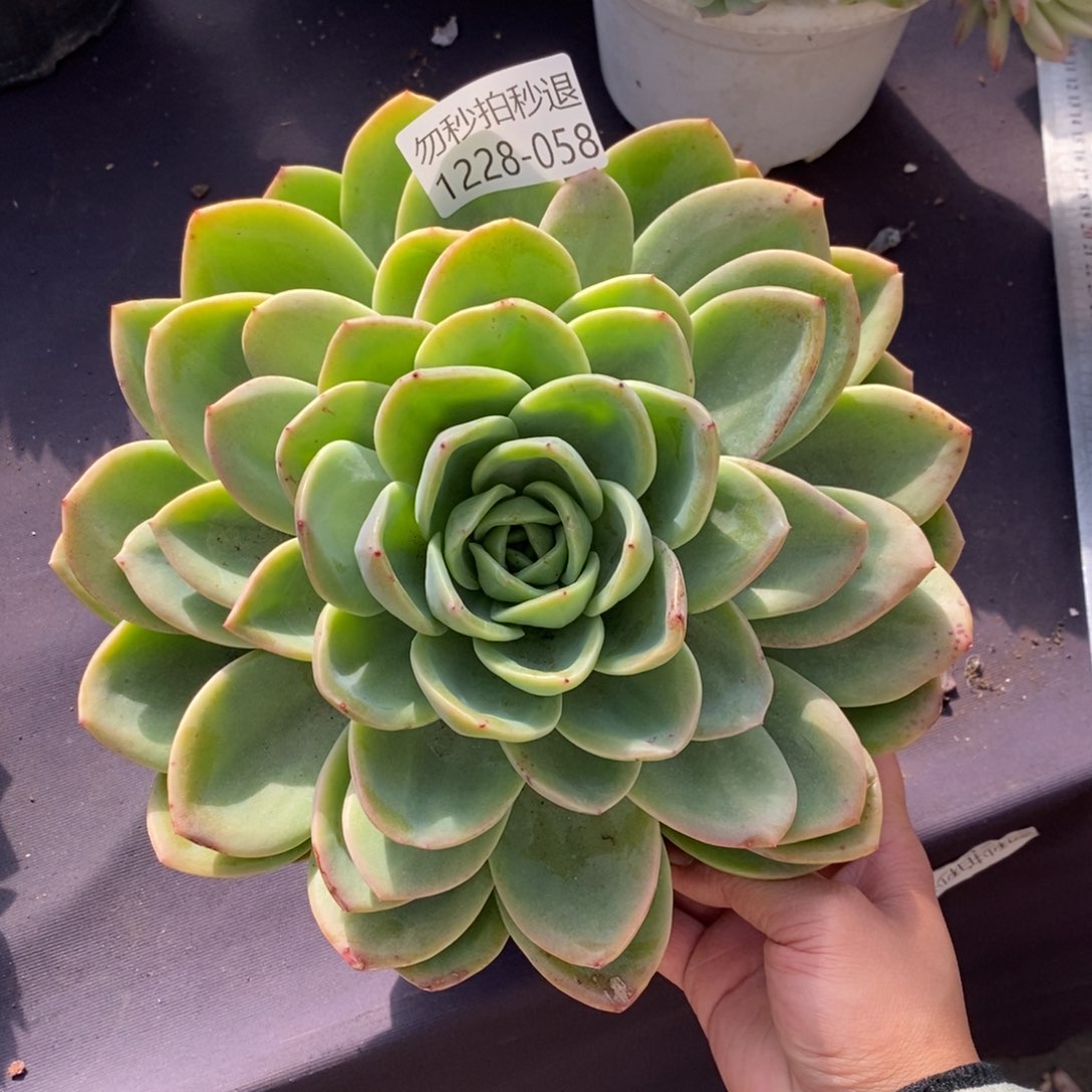 两单包邮1228-58柠檬茶