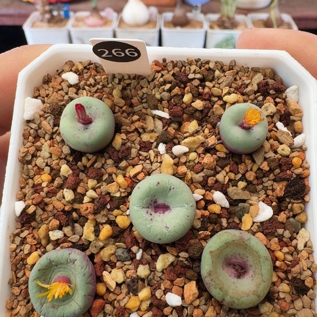 多肉植物福利贝特芬红嘴266任选一颗价