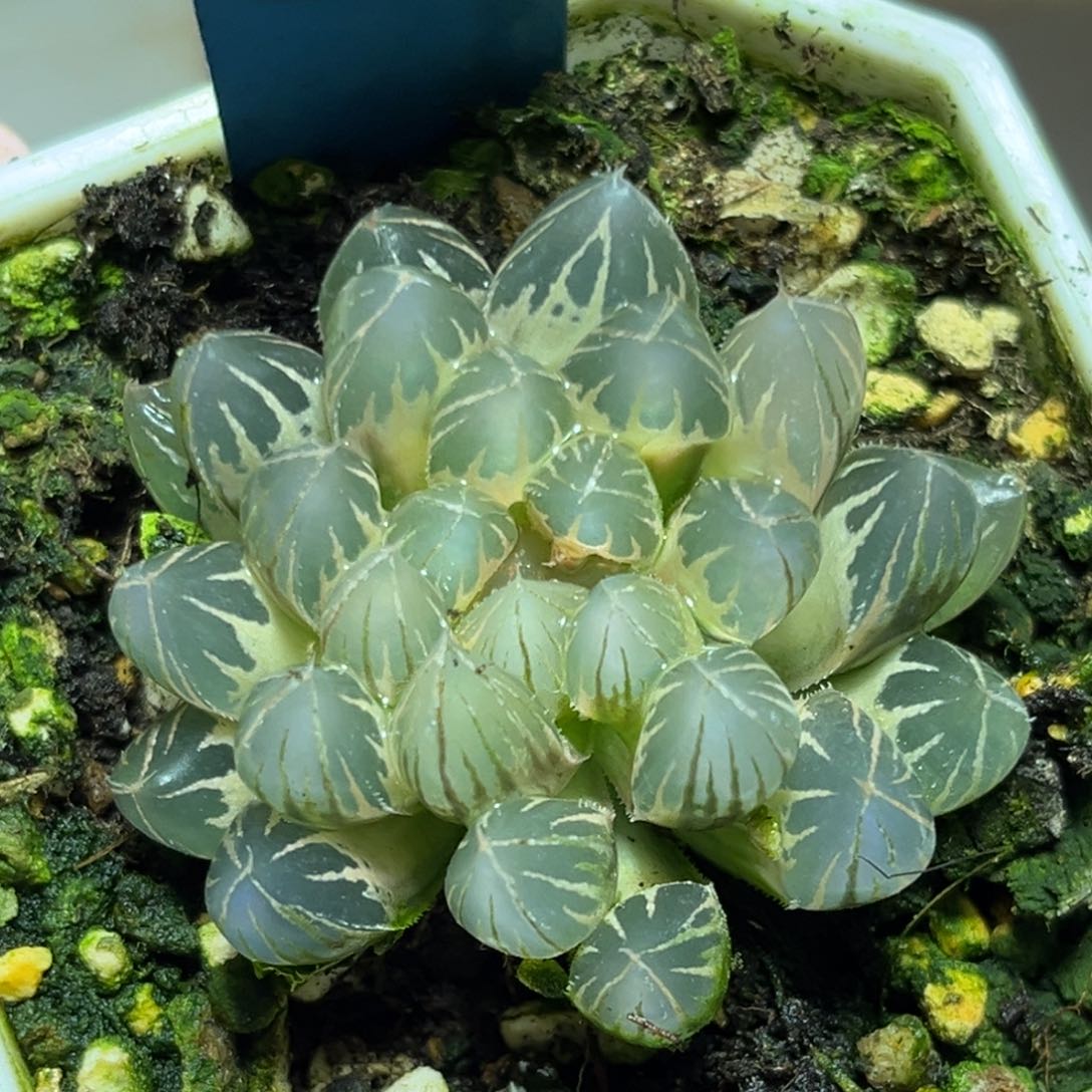 恭喜发财大吉大利0139