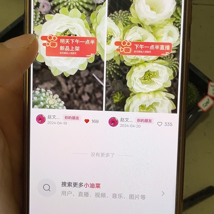 仙人球彩草侧芽歪小油菜