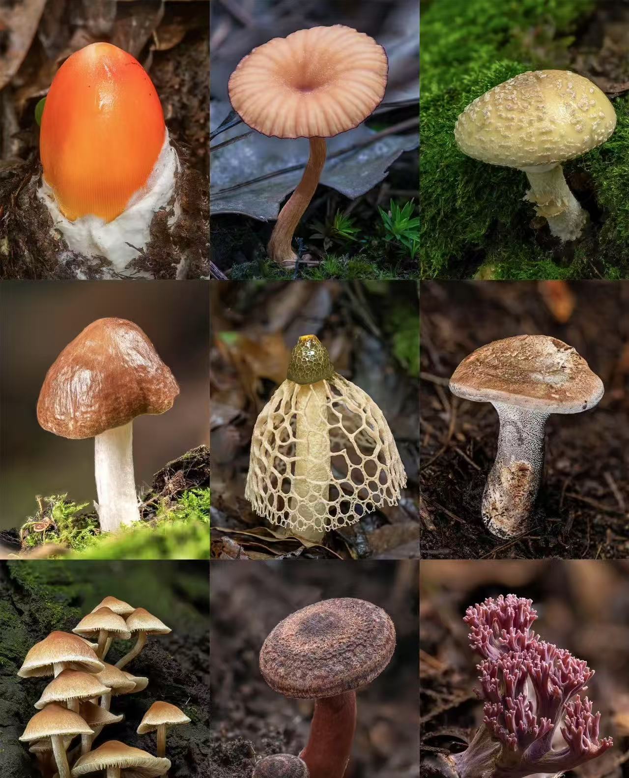 2【天-然-冰-片】净含量50g-1500g【小邵现收】