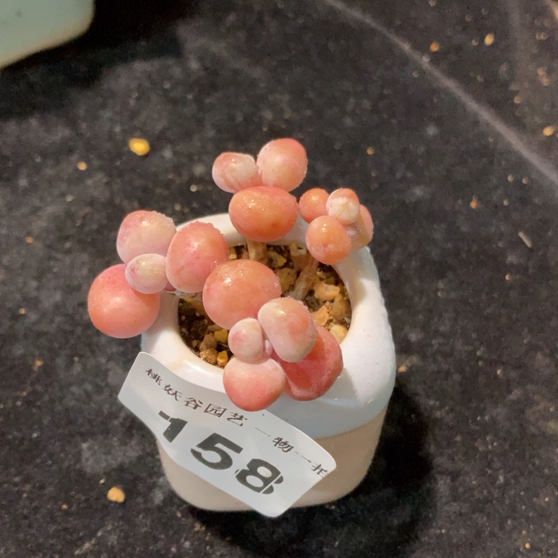 158糖果腰子蛋带盆土