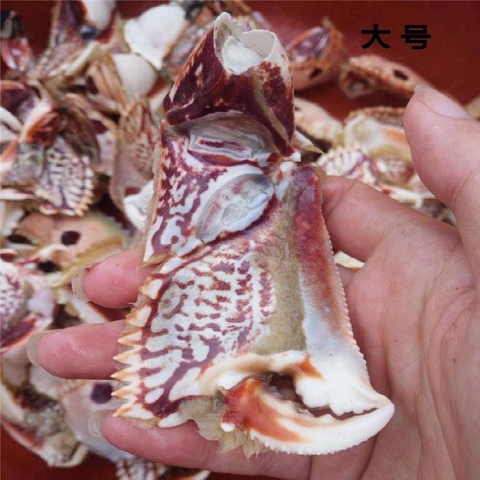 【4斤福利】东山岛大号元宝蟹大脚新鲜大面包蟹钳顺丰包鲜到家