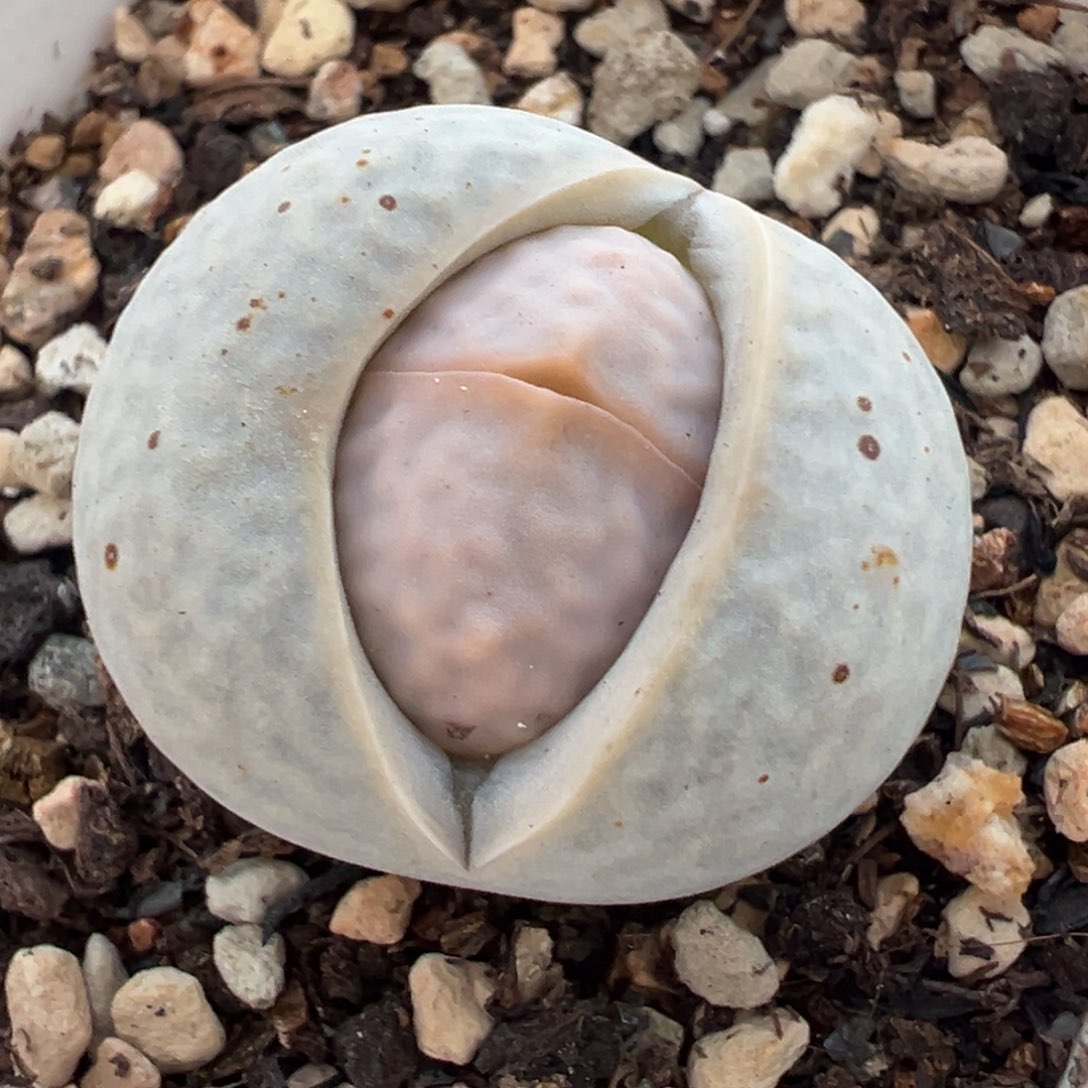 高尔夫多肉植物百科