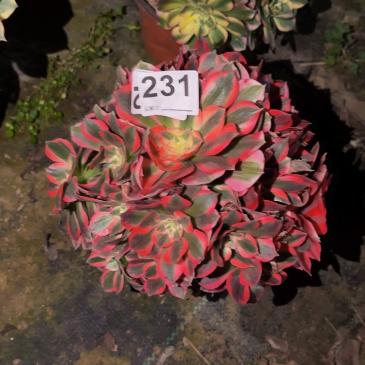 231女神多肉植物不售后