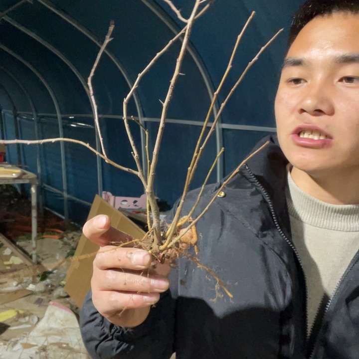 金致殿海棠花一颗苗