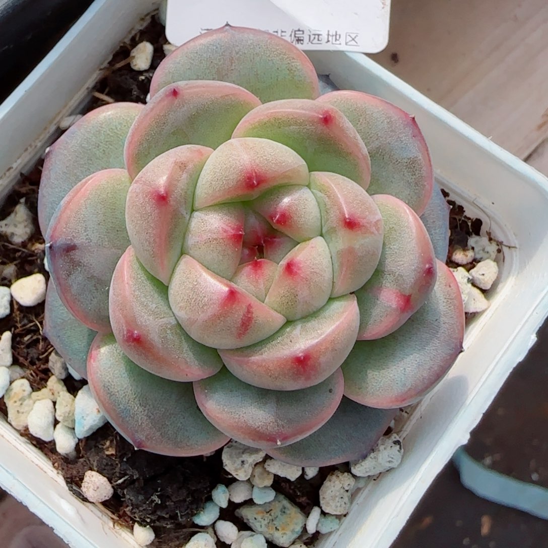 新品石化，5978多肉植物