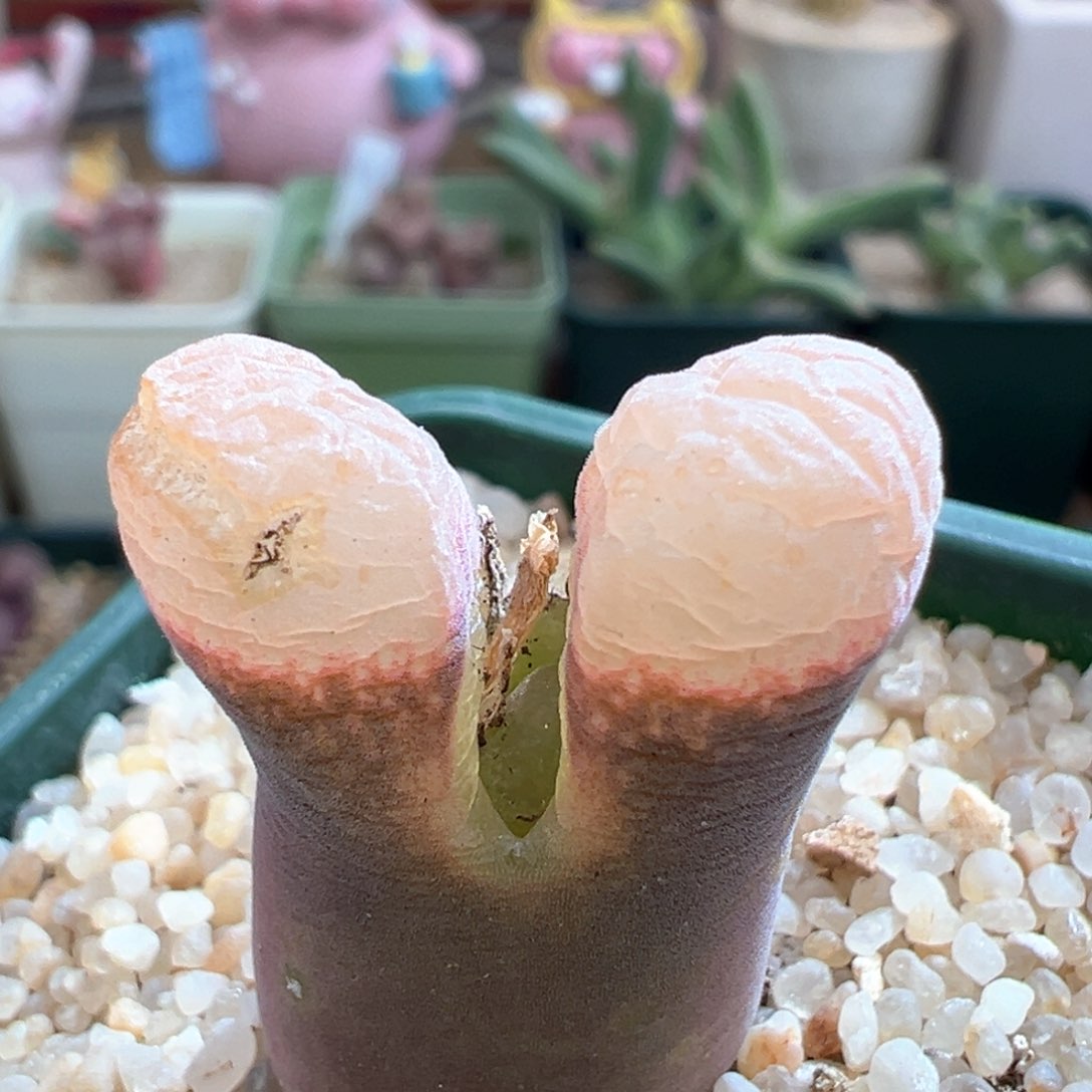 812。青蛙SW肯哈德。母本