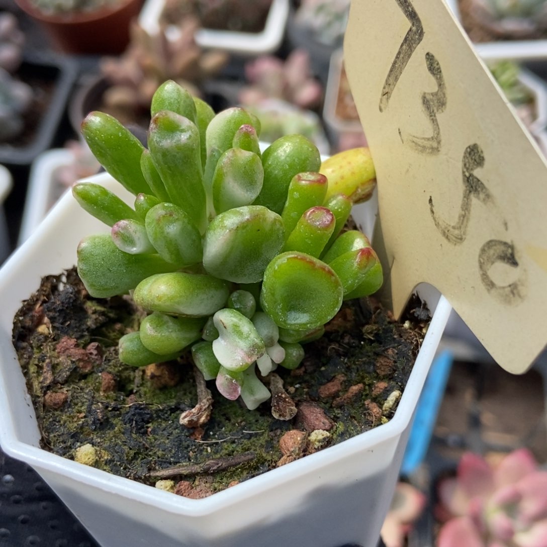 7350吸财树锦多肉植物