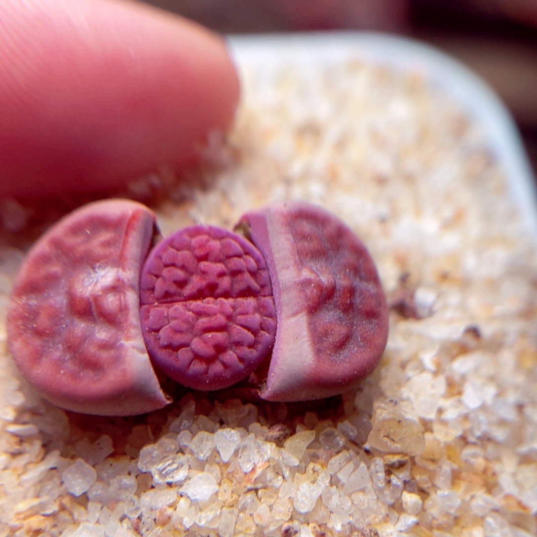 270号带盆盆包邮发货