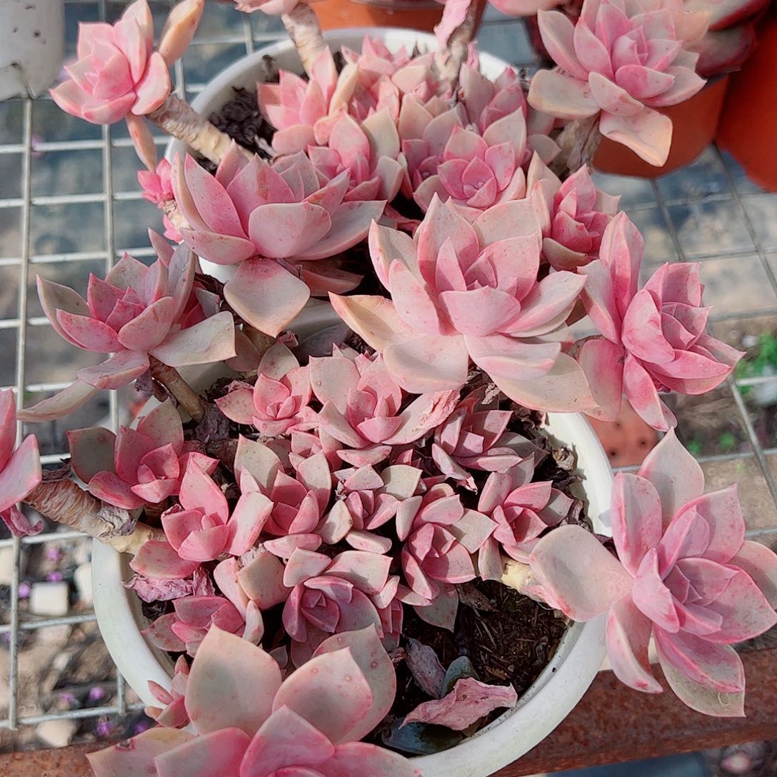 中国初恋多头群生老桩二盆