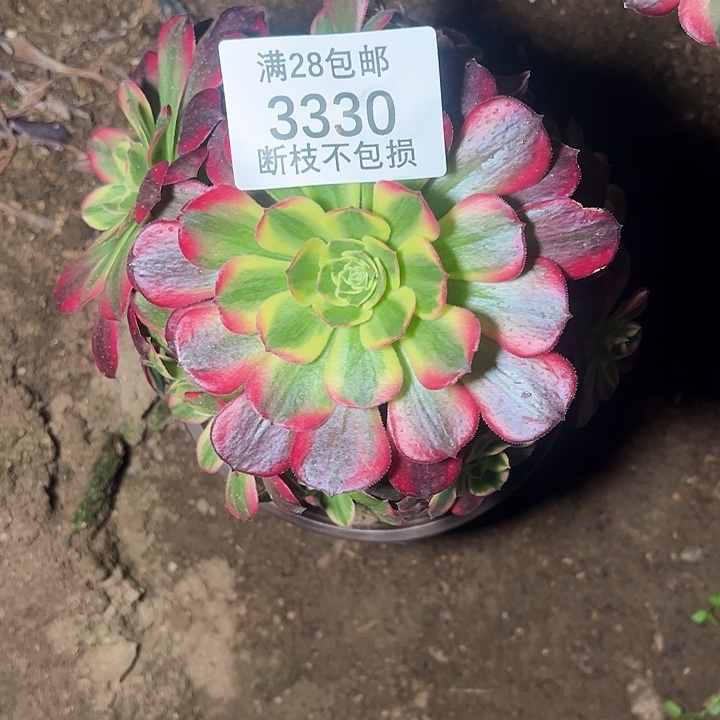 3330歪桩安娜多肉植物