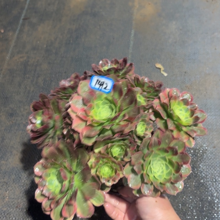 万奶白1412法师多肉