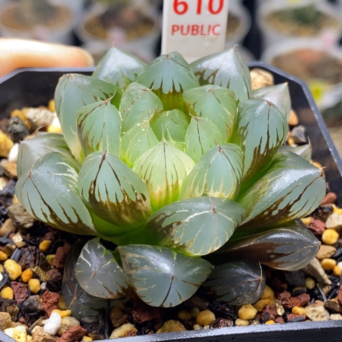 610号水晶x冰川玉露锦